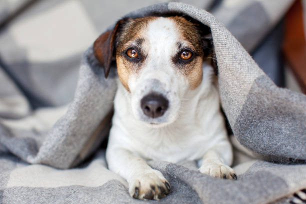 istock Dog lying on warm blanket indoor 2197212797