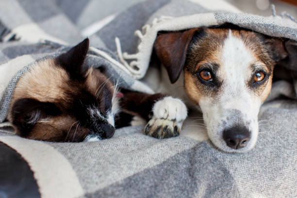 istock Dog and Cat Sleeping together 2197212798
