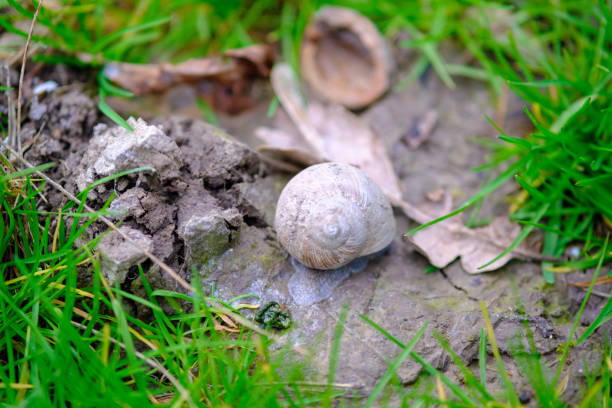 A small snail is slowly crawling along the ground, navigating its way through the grass and greenery around it