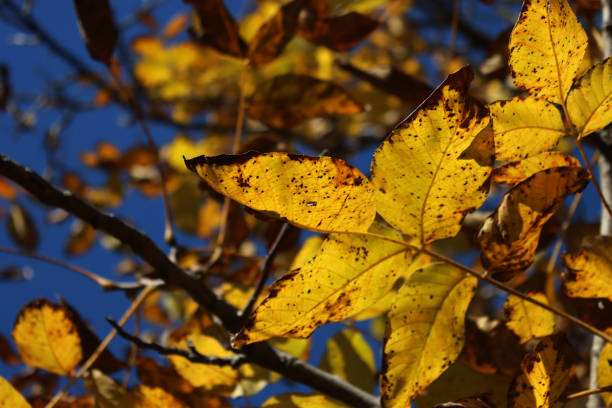 Walnut tree with bright yellow leaves on autumn season. Juglans regia tree agaisnt blue sky