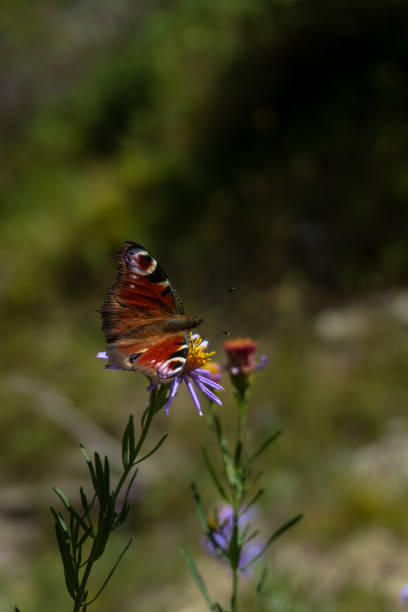 A stunning crimson butterfly resting on a vibrant purple flower, surrounded by a dreamy bokeh background.