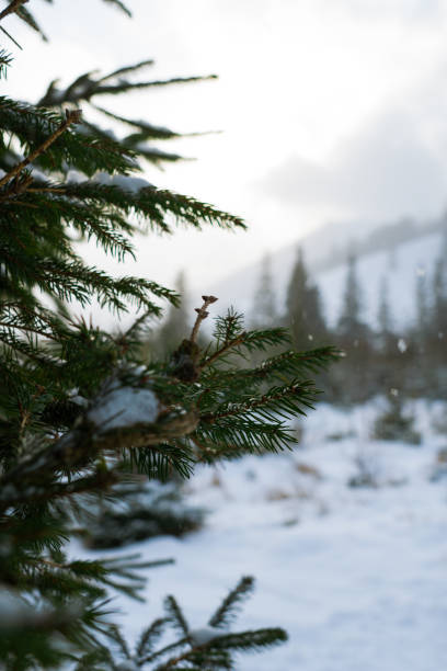 A close-up of a pine branch covered in fresh green needles, featuring a detailed pine cone against a softly blurred snowy winter background.
