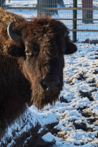 Two fighting Wisents (also called European Bisons Bison bonasus) in the area of Bialowieza National Park, directly at the border between Poland and Belarus. \n\nThe Białowieza Forest straddles the border of the two countries and is a UNESCO World Heritage Site.