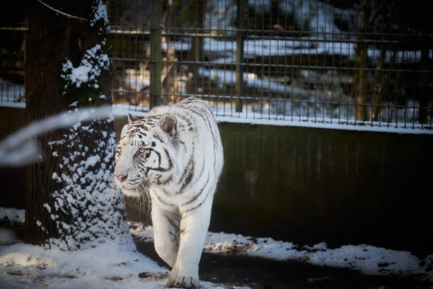 white tiger (ashy tiger)