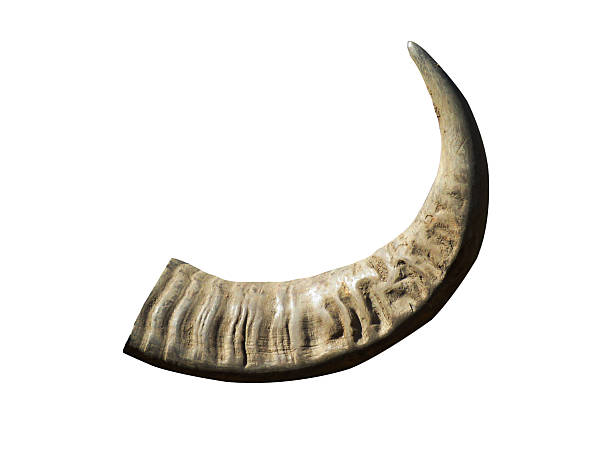 Buffalo horn isolated on a white background, displaying natural texture and curved shape.
