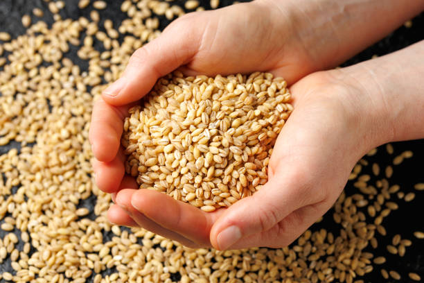 Uncooked Pearl Barley in a hands.