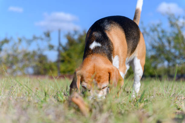 istock A tricolor beagle with white, brown, and black fur sniffs the grass. 2197222758