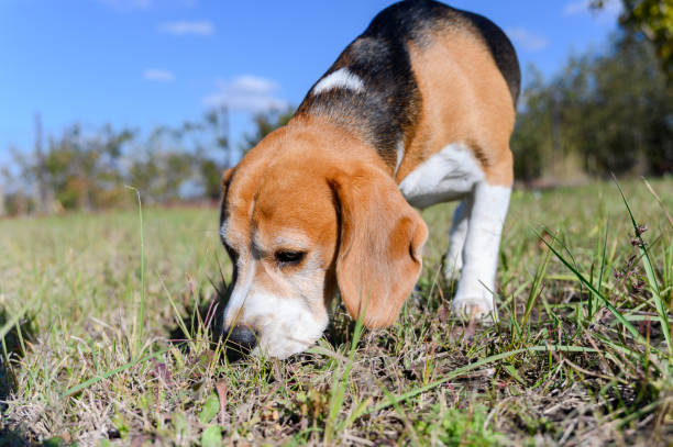 A tricolor beagle with white, brown, and black fur sniffs the grass in a sunlit field. Its tail is raised, and its ears hang down. The background features a blurred fence and vegetation.