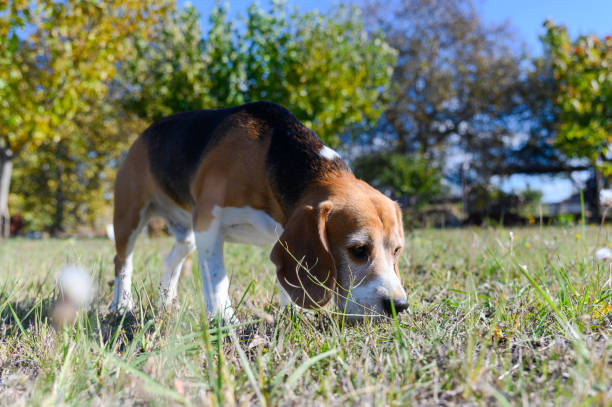 istock A tricolor beagle with white, brown, and black fur sniffs the grass. 2197223182
