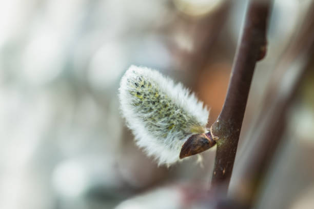 Willow flowers in early spring. Close-up, selective focus. Spring awakening of nature. Copy space.
