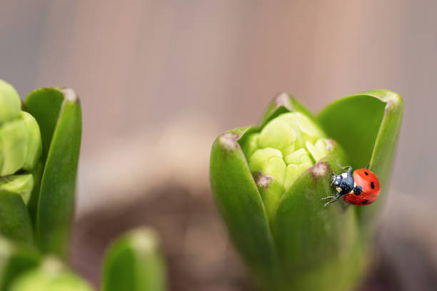 Ladybug on hyacinth buds. Close-up, selective focus. Spring awakening of nature. Copy space.