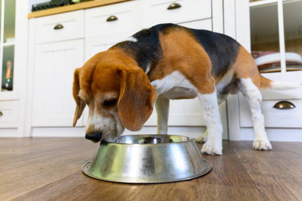 istock Beagle eating from a metal bowl in the kitchen. 2197223861
