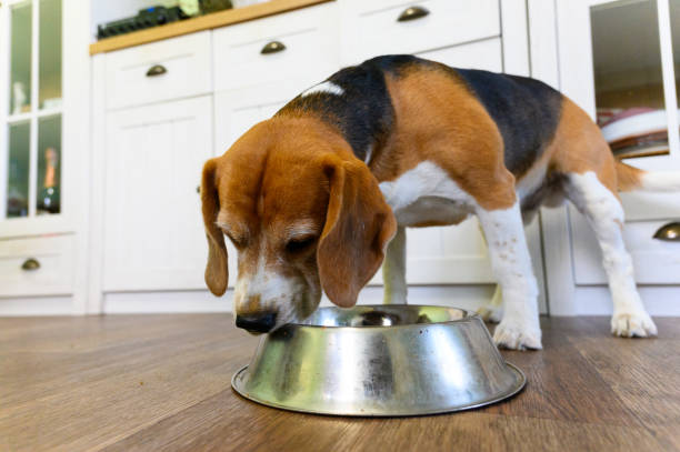 istock Beagle eating from a metal bowl in the kitchen. 2197223959