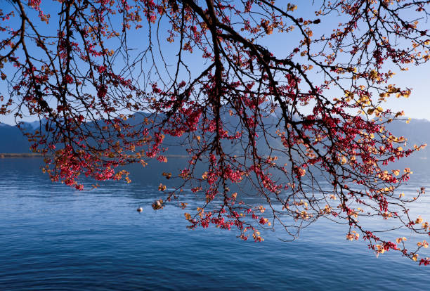 Picture from Veytaux