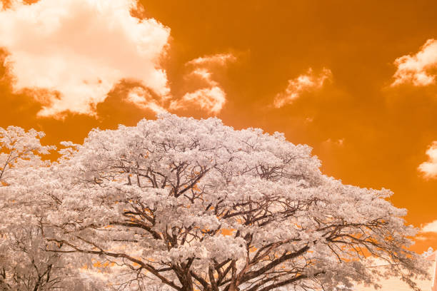 istock Infrared effect, a large tree with sprawling branches, set against a backdrop of a building and an orange sky 2197225572
