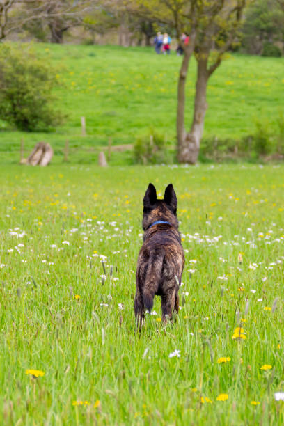 Beautiful brindle coloured mongrel dog viewed from behind as he stands chest deep in grass and wildflowers whilst out for exercise in the English countryside watching an animal in the distance.