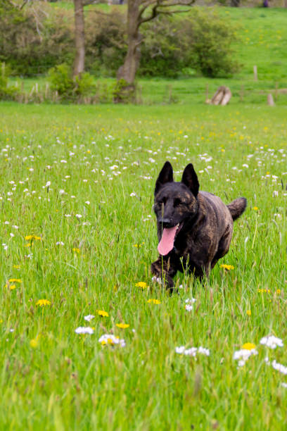 Beautiful brindle coloured mongrel dog  runs towards the camera  chest deep in grass and wildflowers whilst out for exercise in the English countryside on a summers day.