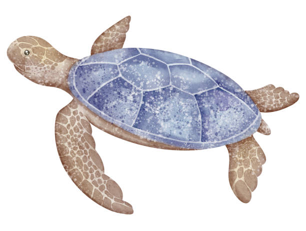 istock Watercolor sea Turtle with for nursery wall art decorations or baby shower invitations and greeting cards. Drawing of underwater Tortoise in pastel colors for childish design or kids posters. 2197228491