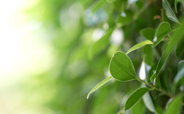 istock Closeup beautiful view of nature green leaf on greenery blurred background with sunlight and copy space. It is use for natural ecology summer background and fresh wallpaper concept. 2197230218