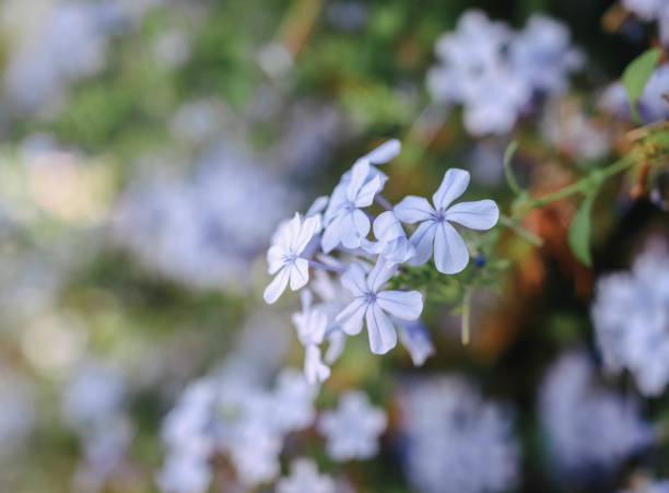 istock Gorgeous blossom of summer flowers 2197230373