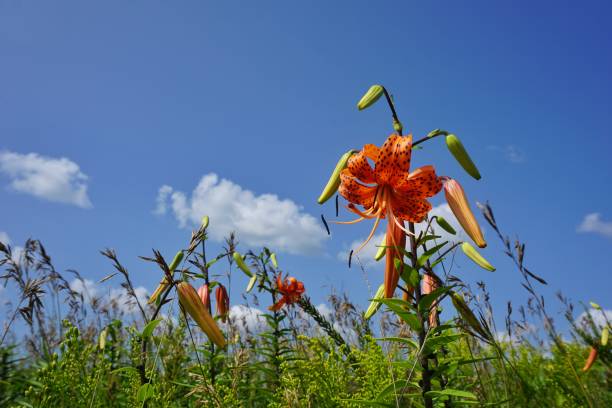 istock Wild Tiger Lilies growing in field against blue sky 2197230519