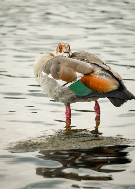 istock Full length Egyptian goose with colorful feathers 2197233471