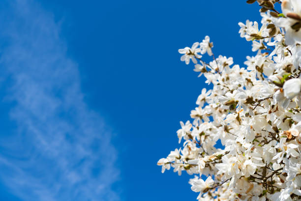 Magnolia tree with blooming flower. Beautiful spring season. Magnolia tree blossom. Beautiful pink spring magnolia flower on a tree. Magnolia tree in bloom in spring. Spring nature. Blossom trees.