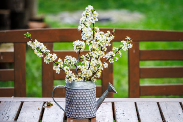 Blooming branch in decorative watering can on wooden table. Floral decoration in garden. White spring flowers