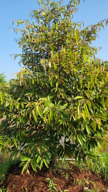 istock Young durian tree well grow in Viet Nam. 2197236554