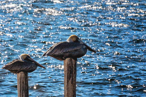 Pelicans Cormorants on a damaged pier, Campeche Mexico