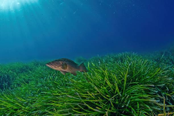 istock Mediterranean seagrass (posidonia oceanica - marine phanerogam) and mottled grouper (mycteroperca rubra) 2197237514