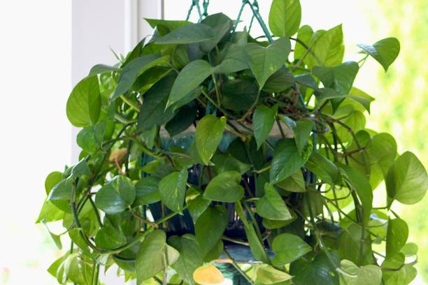 istock Golden Pothos Houseplant 2197238392