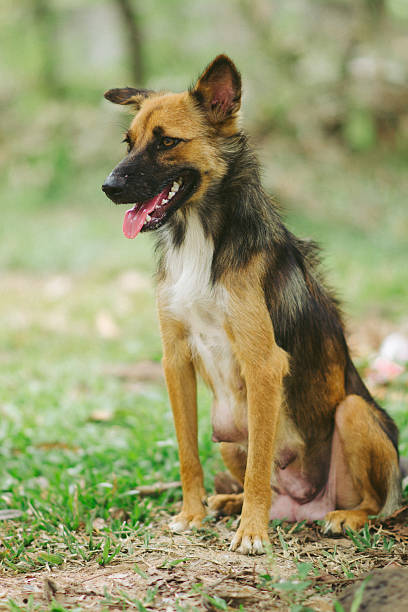 istock poor homeless animal 2197238716