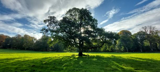 istock Sunlight through a solitary mature Oak tree 2197239848