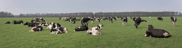 istock Grazing cows at meadows in Dutch countryside. 2197240579