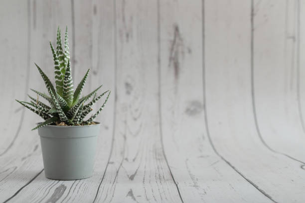 small decorative plant on vintage wood