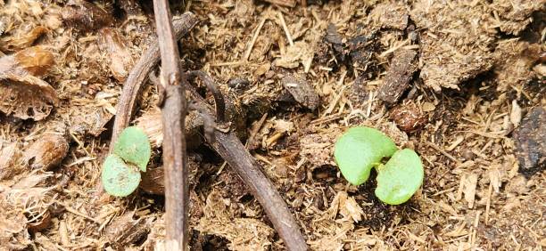 istock The cotyledon leaves of basil are small and simple but essential for root establishment, providing the first signs of life and vigor to the seedling. 2197242707