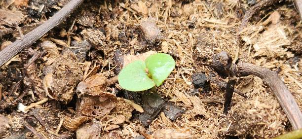istock The cotyledon leaves of basil are small and simple but essential for root establishment, providing the first signs of life and vigor to the seedling. 2197242721