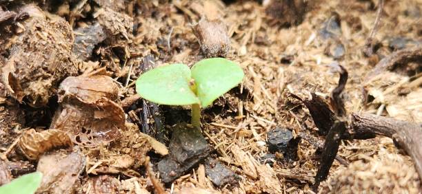 istock The cotyledon leaves of basil are small and simple but essential for root establishment, providing the first signs of life and vigor to the seedling. 2197242839