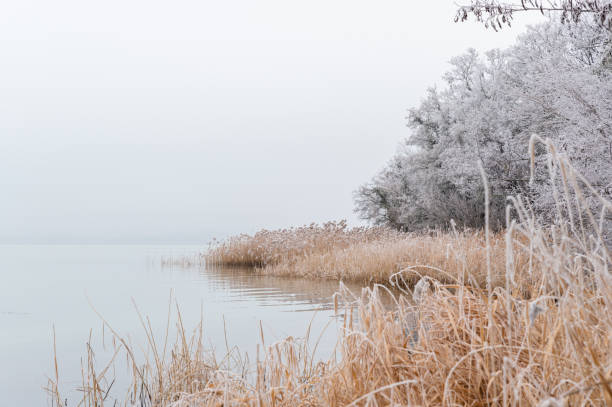 A peaceful winter lakeside scene featuring frost-covered trees and golden-hued reeds along the water’s edge. The misty background adds to the serene and tranquil atmosphere of the landscape.