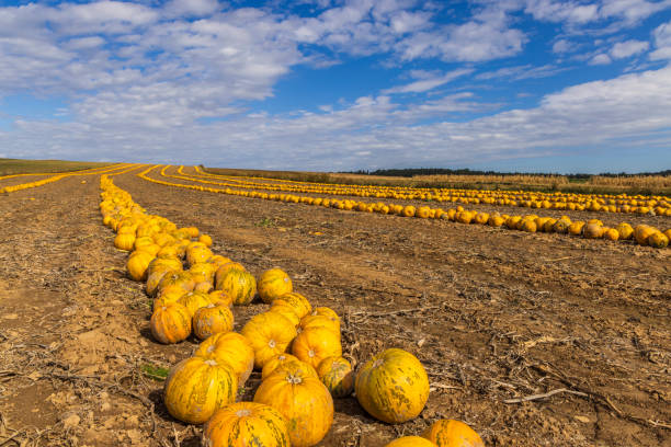 istock Pumpkin harvest in autumn time, Lower Austria, Austria 2197243728