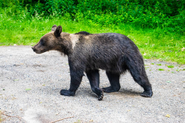 istock Brown bear on side of Transfagarasan Highway. 2197245183
