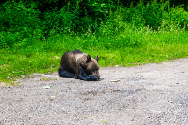 istock Brown bear on side of Transfagarasan Highway. 2197245185
