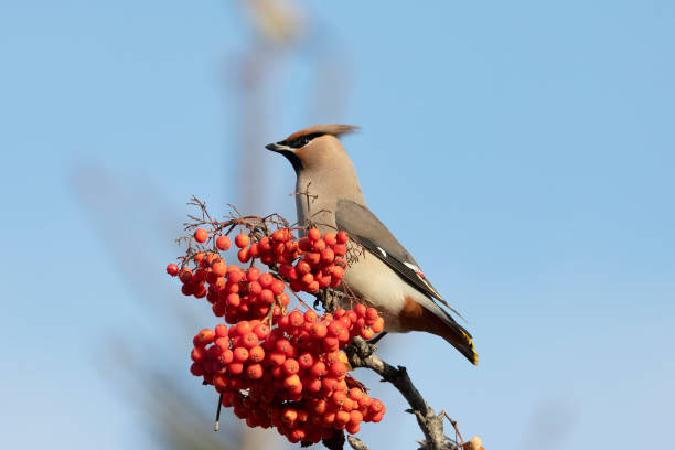 istock Waxwing winter passerine bird feeding on berries close up 2197245233