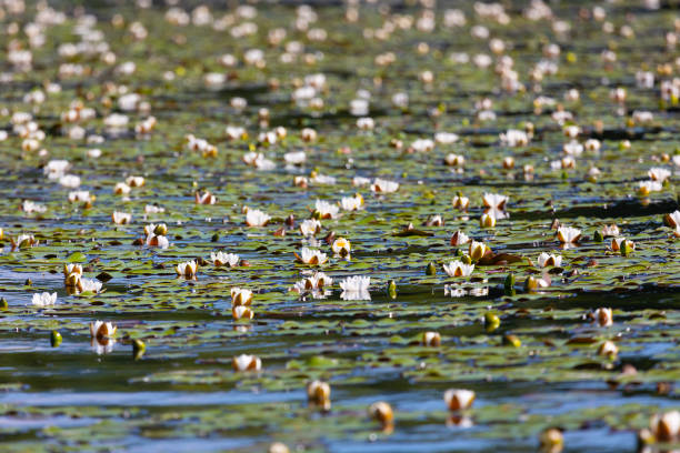 Beautiful white water lily close up