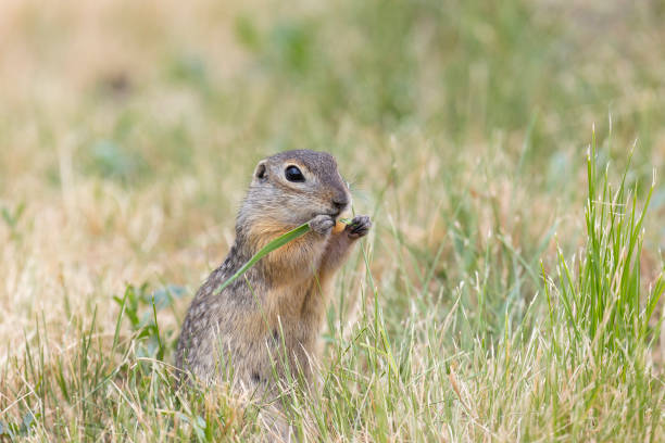 istock Gopher stands in the grass on a summer day 2197245284