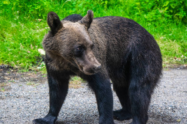 istock Brown bear on side of Transfagarasan Highway. 2197245308