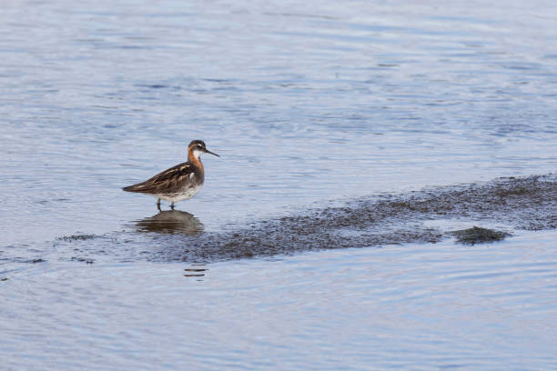 Red-necked phalarope stands in the water