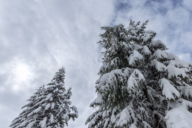 Tall evergreen trees laden with snow stand against a softly lit cloudy sky, showcasing the tranquil beauty of a snowy alpine landscape in winter