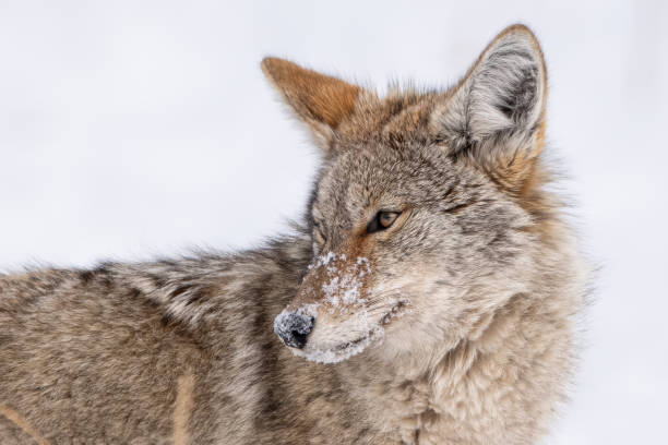 istock Coyote closeup in snow 2197245579